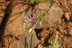 Heliophila trifurca