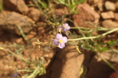 Heliophila trifurca