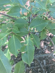 Eriophyes cerasicrumena