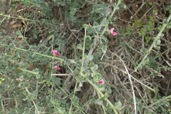 Indigofera obcordata