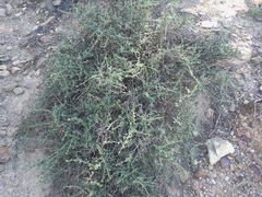 Indigofera obcordata