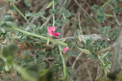 Indigofera obcordata