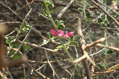 Indigofera obcordata