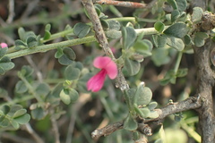 Indigofera obcordata