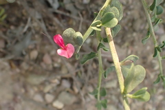 Indigofera obcordata