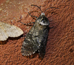 Prionoxystus macmurtrei