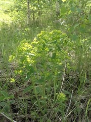 Euphorbia jenisseiensis