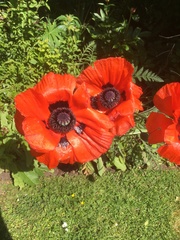 Papaver × pseudo-orientale