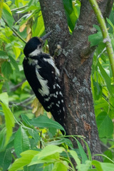 Dendrocopos major