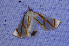 Thalaina angulosa
