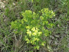 Euphorbia jenisseiensis