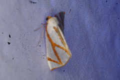 Thalaina angulosa