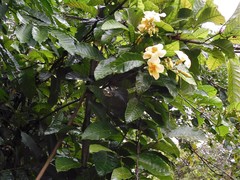 Odontadenia semidigyna