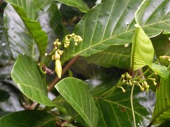 Odontadenia semidigyna