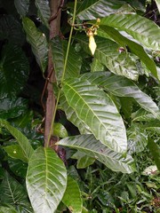 Odontadenia semidigyna