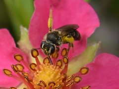 Andrena minutula