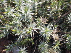 Macledium relhanioides