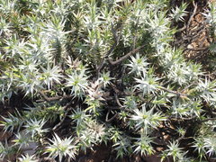 Macledium relhanioides