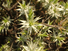 Macledium relhanioides