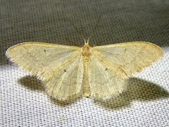 Idaea productata