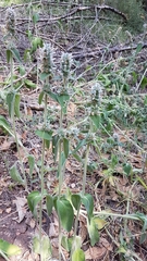 Stachydeae