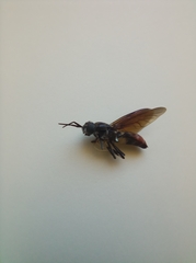 Hermetia illucens