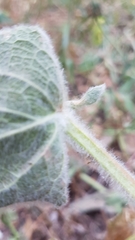 Stachydeae