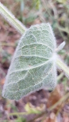 Stachydeae