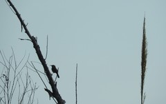 Campylorhynchus brunneicapillus