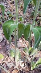 Stachydeae