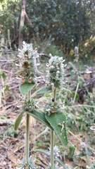 Stachydeae