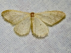 Idaea productata