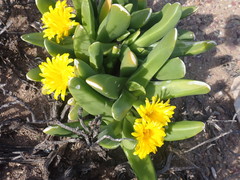 Glottiphyllum regium