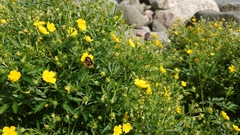 Potentilla thuringiaca
