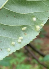 Caryomyia albipilosa