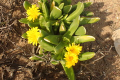 Glottiphyllum regium