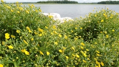 Potentilla thuringiaca
