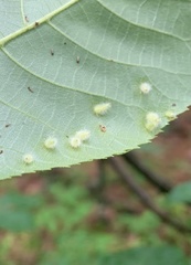 Caryomyia albipilosa