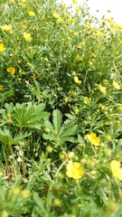 Potentilla thuringiaca