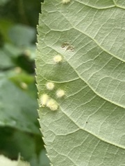Caryomyia albipilosa