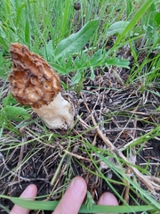 Morchella esculenta