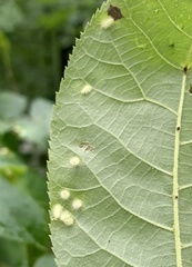 Caryomyia albipilosa