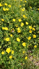 Potentilla thuringiaca