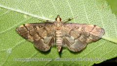 Lamprosema