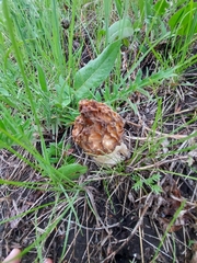 Morchella esculenta