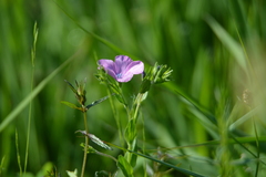 Linum viscosum