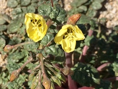 Chylismia
