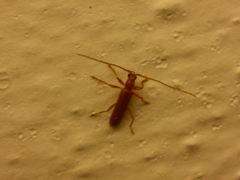 Axinopalpis gracilis