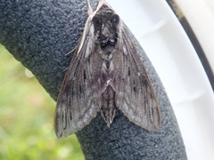 Sphinx poecila