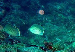 Chaetodon guttatissimus